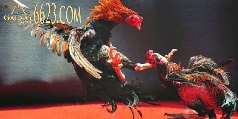 Những đặc điểm nổi bật của đá gà 6623