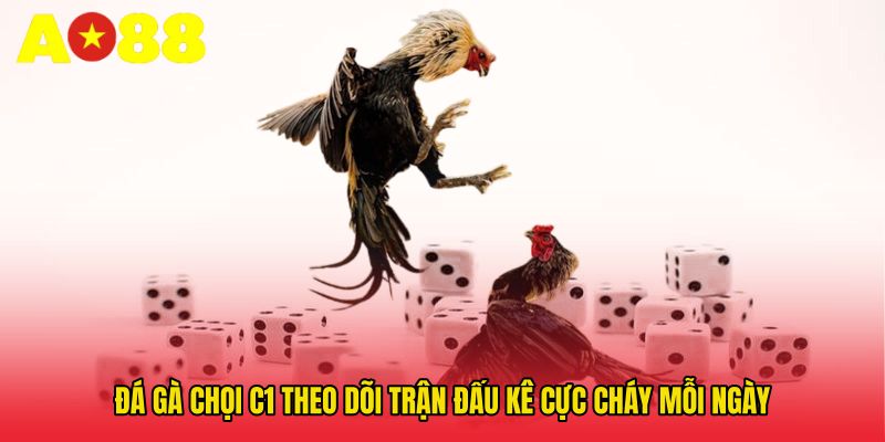 Đá Gà Chọi C1 - Theo Dõi Trận Đấu Kê Cực Cháy Mỗi Ngày